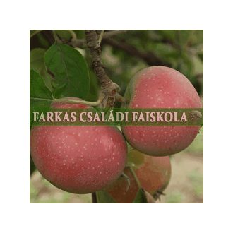 Tordai piros kálvil