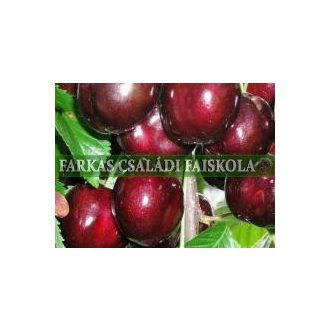 Hedelfingeni óriás