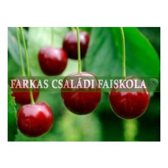 Solymári gömbölyű