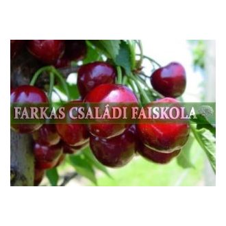 Starking Hardy Giant