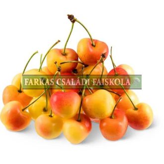 Szeptemberi borostyán