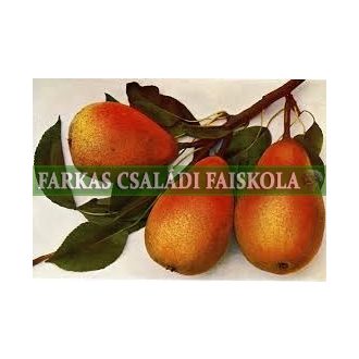 Avranchesi jó Lujza