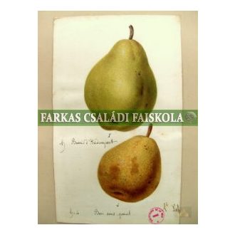 Hardenpont téli vajkörte