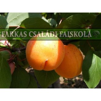 Ceglédi gömbölyű