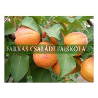 Gönci magyar kajszi