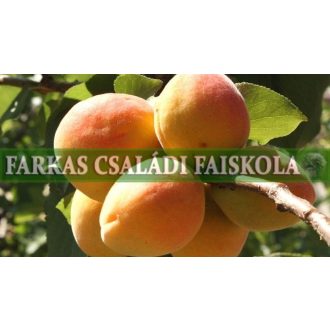 Magyar kajszi C. 235