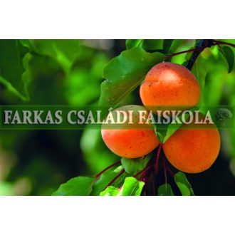 Nagykőrösi óriás