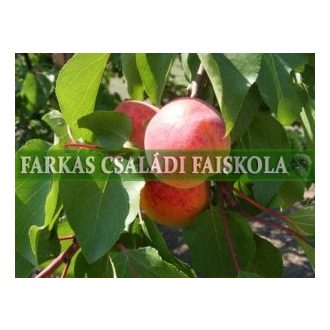 Nyujtó Ferenc emléke