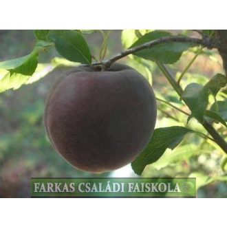 Tlor Tsiran fekete kajszi