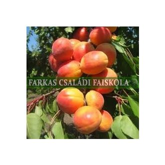 Újvidéki bőtermő