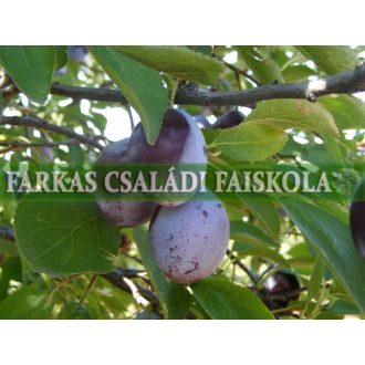 Debreceni muskotály