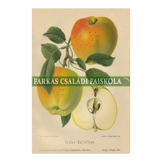 Jelova (Sárga szépvirágú)