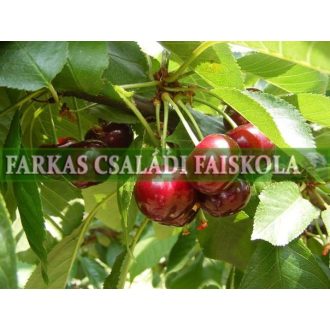 Érdi nagygyümölcsű