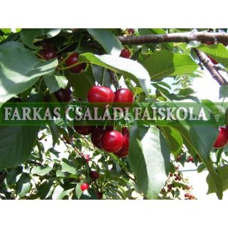 Újfehértói fürtös