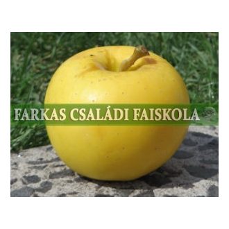 Golden Snygold (Earlygold)