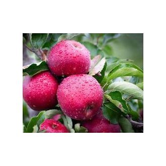 Jonagold Red Jonaprince