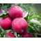Jonagold Red Jonaprince