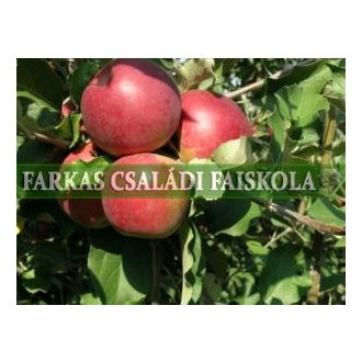 Jonathan Szatmárcsekei