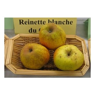 Kanadai fehér renet