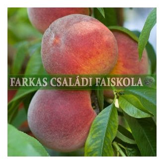 Kései Bronzos Elberta