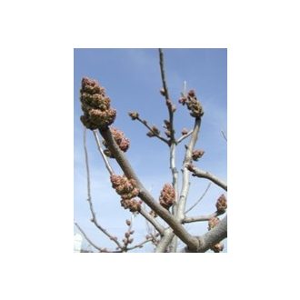 Pisztácia C. special